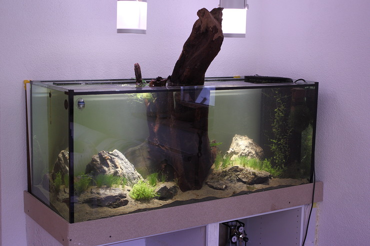 http://www.kinzel.org/bilder/2012_Aquarium/img_4599.jpg