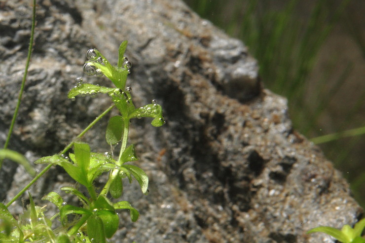 http://www.kinzel.org/bilder/2012_Aquarium/img_4608.jpg